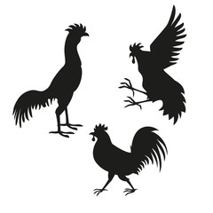Set of rooster black silhouettes.