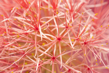 Close Up of Exotic Blood Lily