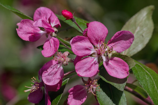 pink apple flower on a branch closeup