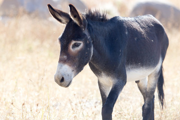 Portrait of a donkey on the nature autumn