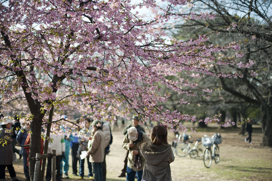 spring cherry blossoms