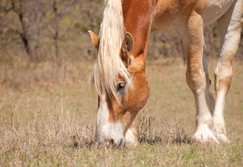 Belgian Draft horse on early spring pasture