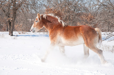 Beautiful blond Belgian Draft horse trotting through snow on a sunny cold winter day