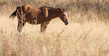 red horse on nature in autumn