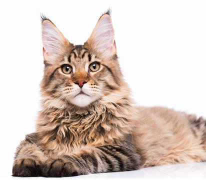 Portrait of domestic black tabby Maine Coon kitten - 5 months old. Cute young cat isolated on white background. Close-up studio photo of striped kitty looking at camera.