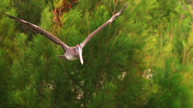 Slow motion of brown pelican flying mid air 