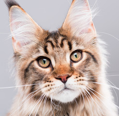 Portrait of domestic black tabby Maine Coon kitten - 5 months old. Extreme close-up studio shot beautiful kitty - focus on eyes. Cute young curious cat on grey background.
