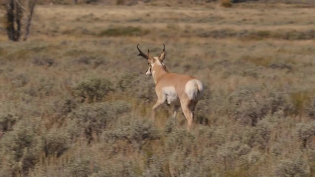 Tracking shot of pronghorn running in grassy field