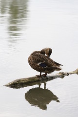 Stockente putzt sich auf einem Baustamm