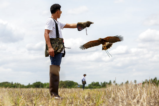 Hawk training - Powered by Adobe