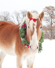Handsome Belgian Draft horse wearing a Christmas wreath in light snowfall