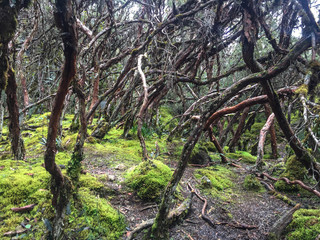 Ecuador, Nacional Park: Las Cajas 4000 masl