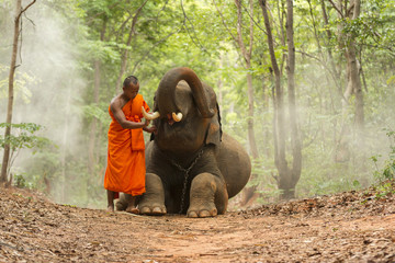 Fototapeta premium Monk with elephant in the forest .