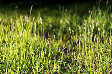 Lawn with sundown light