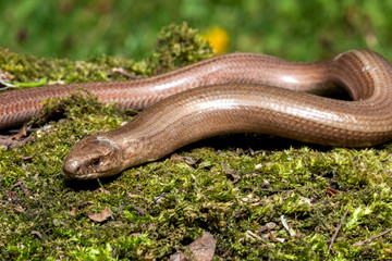 Naklejka premium Slow worm (Anguis colchica) from Czech Republic.