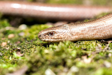 Slow worm (Anguis colchica) from Czech Republic.