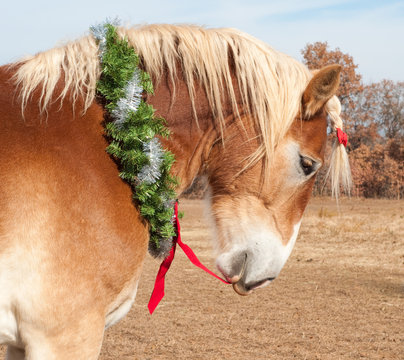 Belgian Draft horse pulling his red bow of his Christmas wreath with his mouth