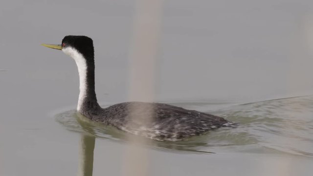 Close up of western grebe swimming in water