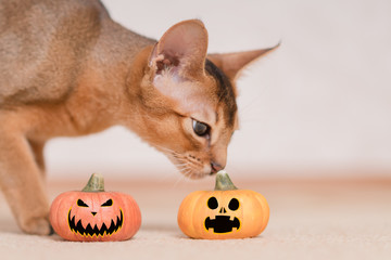 Abyssinian cat sniffing the Hallowe'en pumpkin. Toned