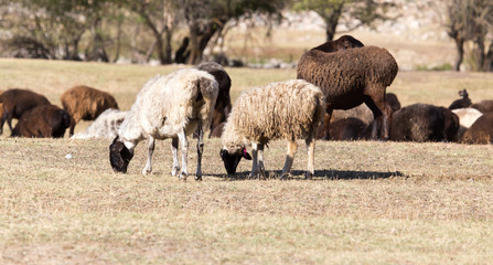 sheep in nature in autumn
