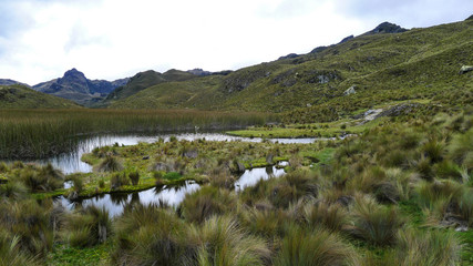 Fototapeta na wymiar Ecuador, Nacional Park: Las Cajas 4000 masl