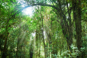 Fototapeta na wymiar Amazing morning at deep rainforest with tropical plants and sunbeams. Nature landscape and travel background. Thailand