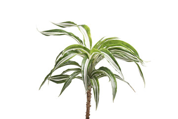Houseplants palm.