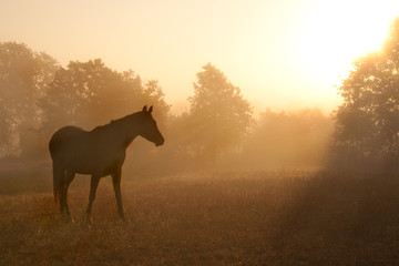 Silhouette of a beautiful Arabian horse against sunrise in heavy fog, in rich sepia tone