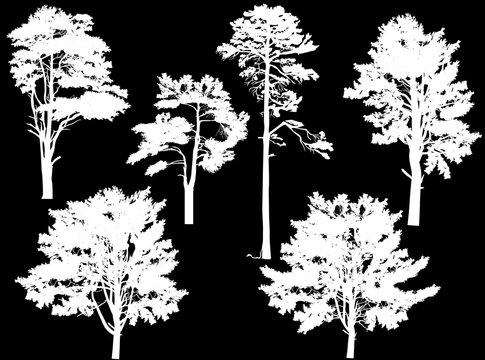 six large white pine trees set isolated on black