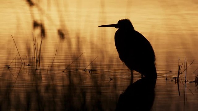 Silhouette of heron standing in water during sunset