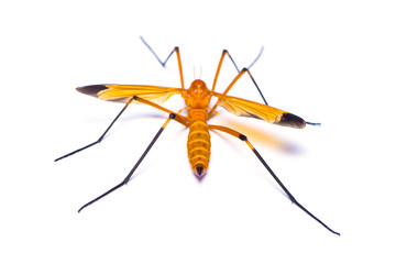 The giant crane fly isolated on the white background.