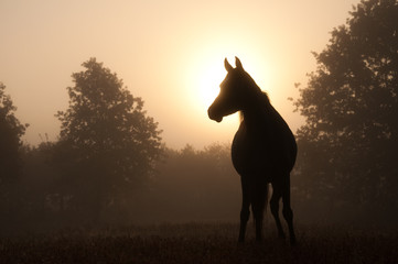 Noble Arabian horse silhouette against sunrise through heavy fog