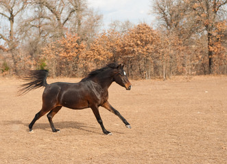 Beautiful dark bay Arabian horse galloping across fall pasture