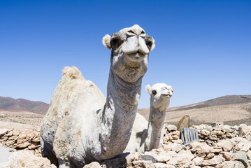Two white Arabian camels in a fold yard at deep blue skies.
