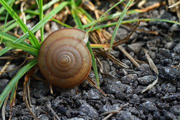 Snail shell on grass leaf. Beautiful nature macro, useful as background

