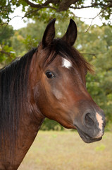 Beautiful dark bay Arabian horse with a star and a snip with a curious expression