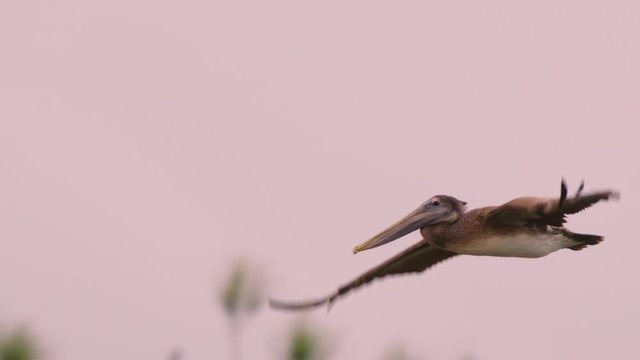Slow motion of brown pelican flying mid air