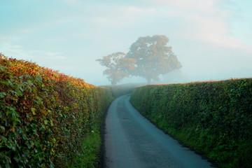 Oak and beech hedges around country road on a misty morning in Devon