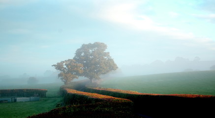 Oak and beech hedges around country road on a misty morning in Devon