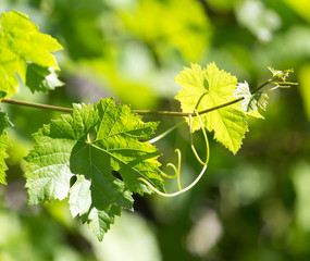 grapes in spring in nature