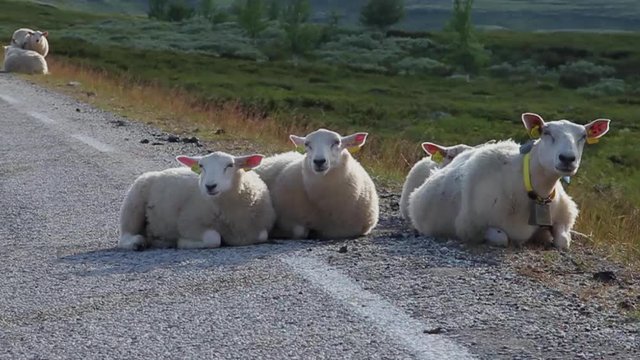 Schafe liegen fressend am Straßenrand