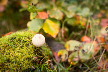 Mushroom puffball on the moss in autumn forest.