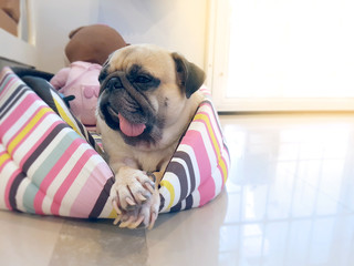 Cute pug dog sleep rest relaxing on animal bed on ground floor w