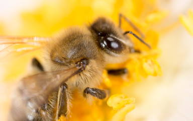 bee on a flower. macro