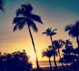 Fototapeta premium Palmen am Strand in Florida