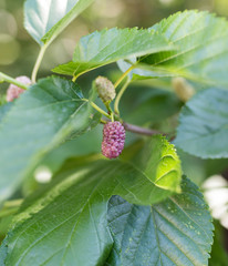 mulberry berry on the tree in nature