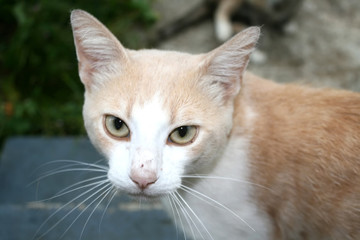 Cat red color. Red-headed cat