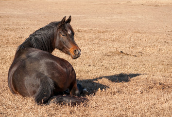 Dark bay Arabian horse resting in dry grass, lying down