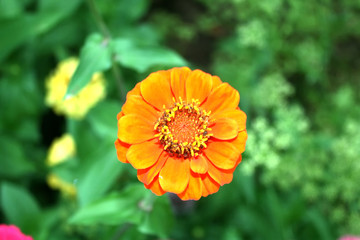 Orange flower
