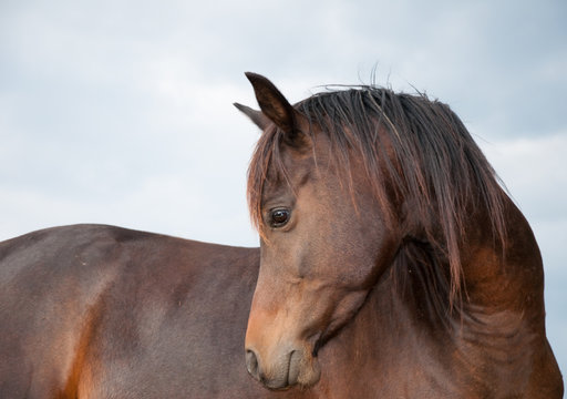 Beautiful profile image of a dark bay Arabian horse